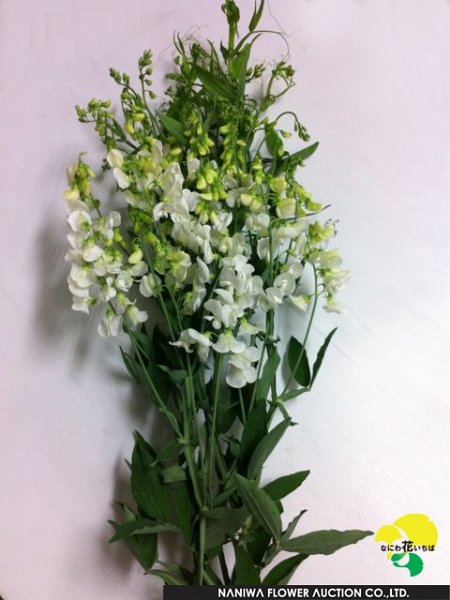 Lathyrus latifolius White.jpg